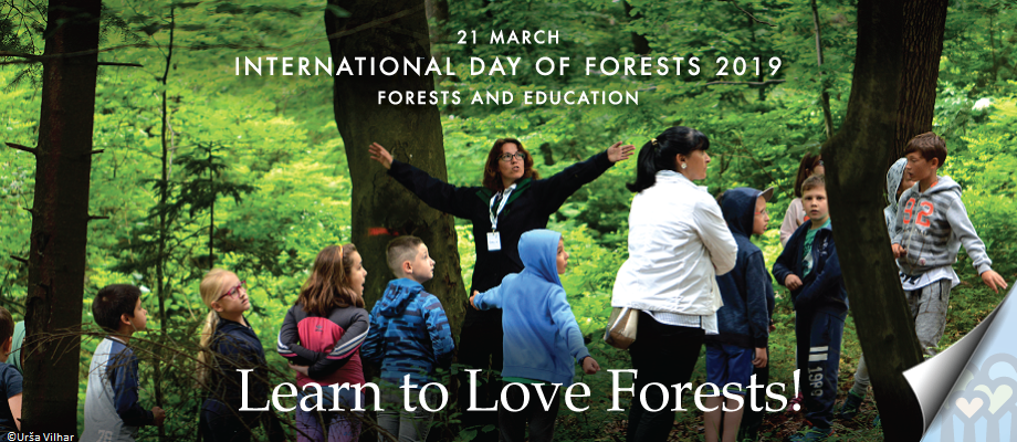 Человек который любит лес. Всемирный день леса. ООН Международный день лесов. Международный день леса (International Day of Forests). День обучения лес.